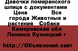 Девочки помиранского шпица с документами › Цена ­ 23 000 - Все города Животные и растения » Собаки   . Кемеровская обл.,Ленинск-Кузнецкий г.
